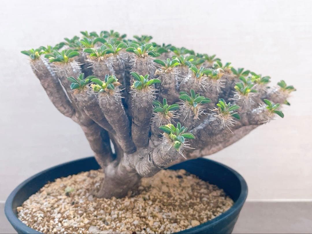 《期間限定販売❗️》『ユーフォルビア　ギラウミニアナ』現地球　発根済み極美大株