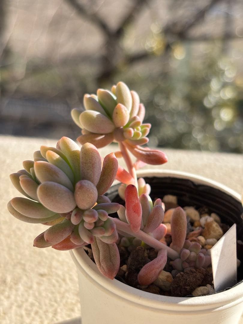 ２４　多肉　古都の葉　乙女心×プロリフィカ