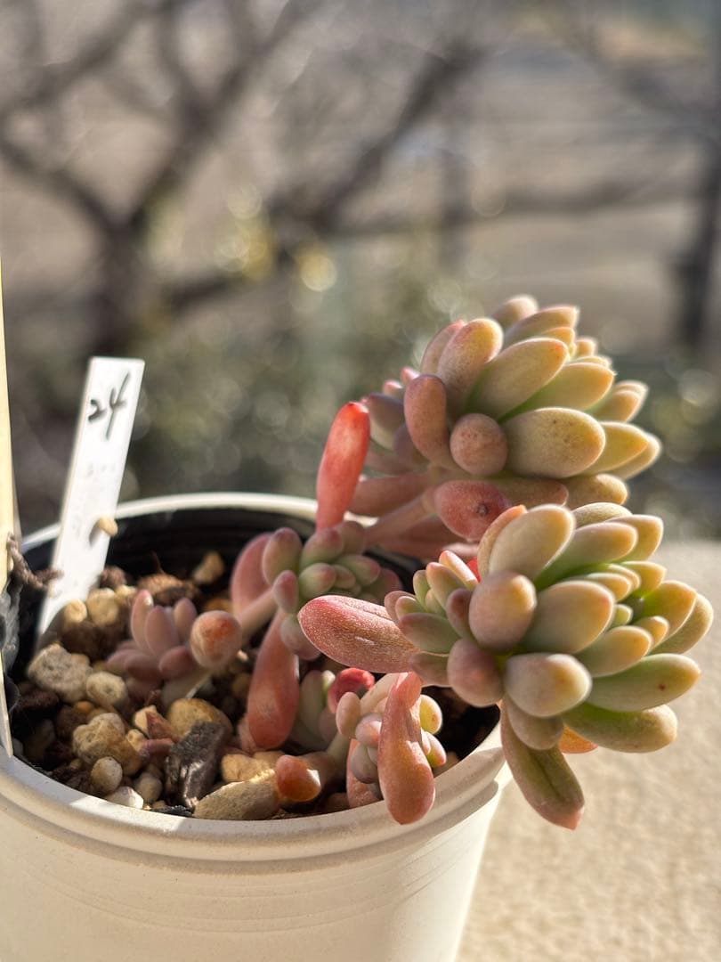 ２４　多肉　古都の葉　乙女心×プロリフィカ