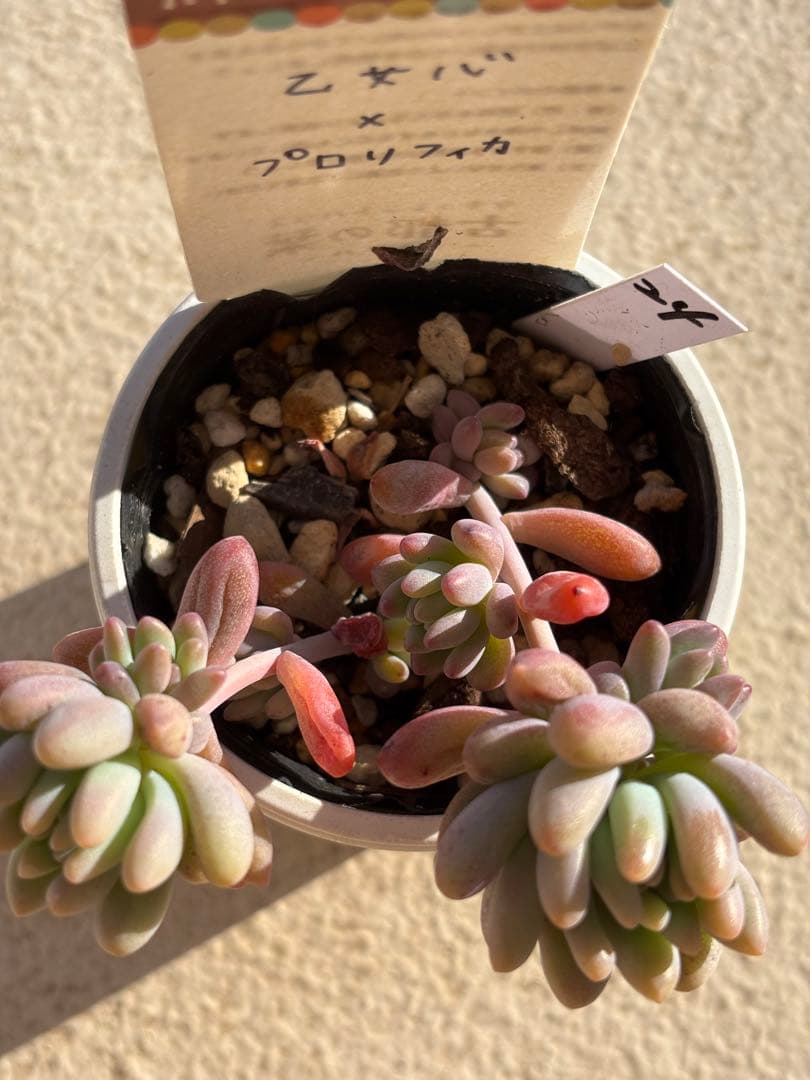 ２４　多肉　古都の葉　乙女心×プロリフィカ