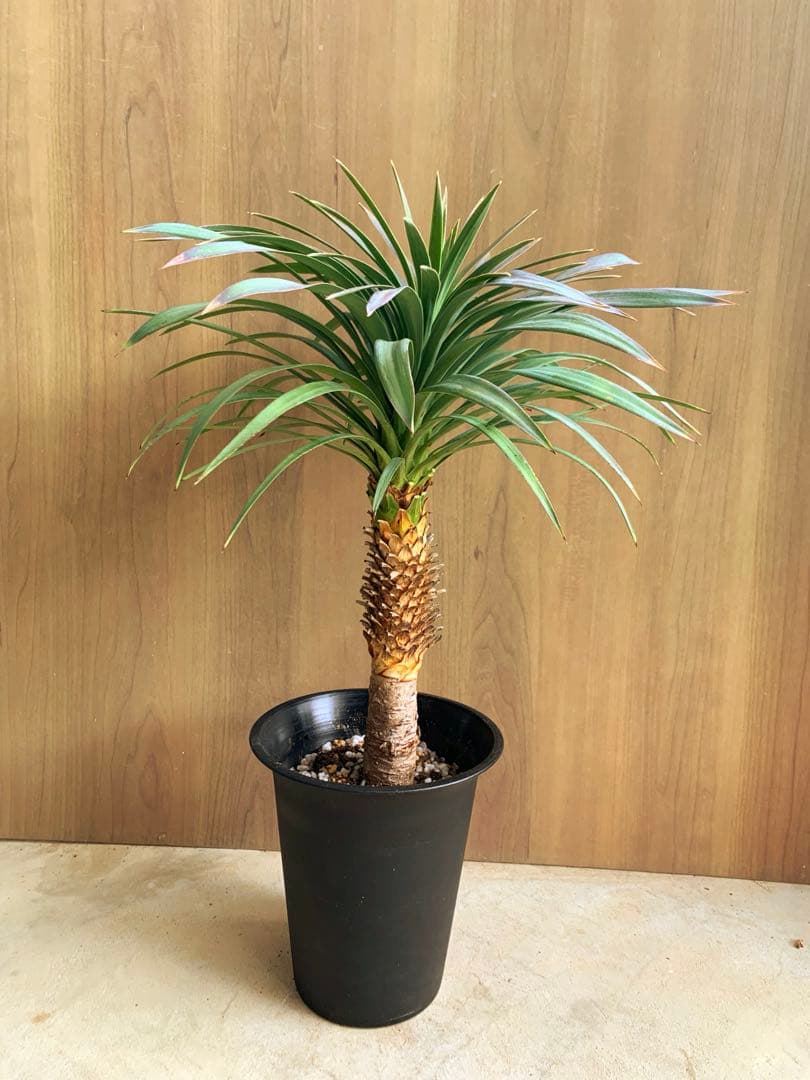 505　　ユッカ・デスメティアーナ　no4