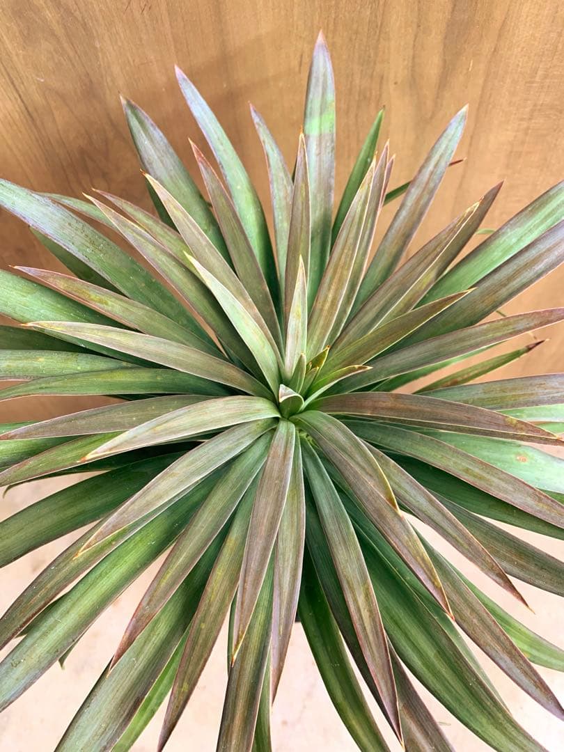 505　　ユッカ・デスメティアーナ　no4