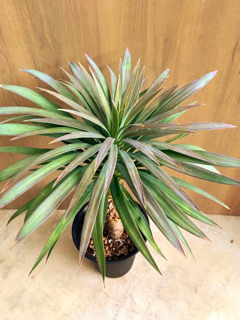 505　　ユッカ・デスメティアーナ　no4