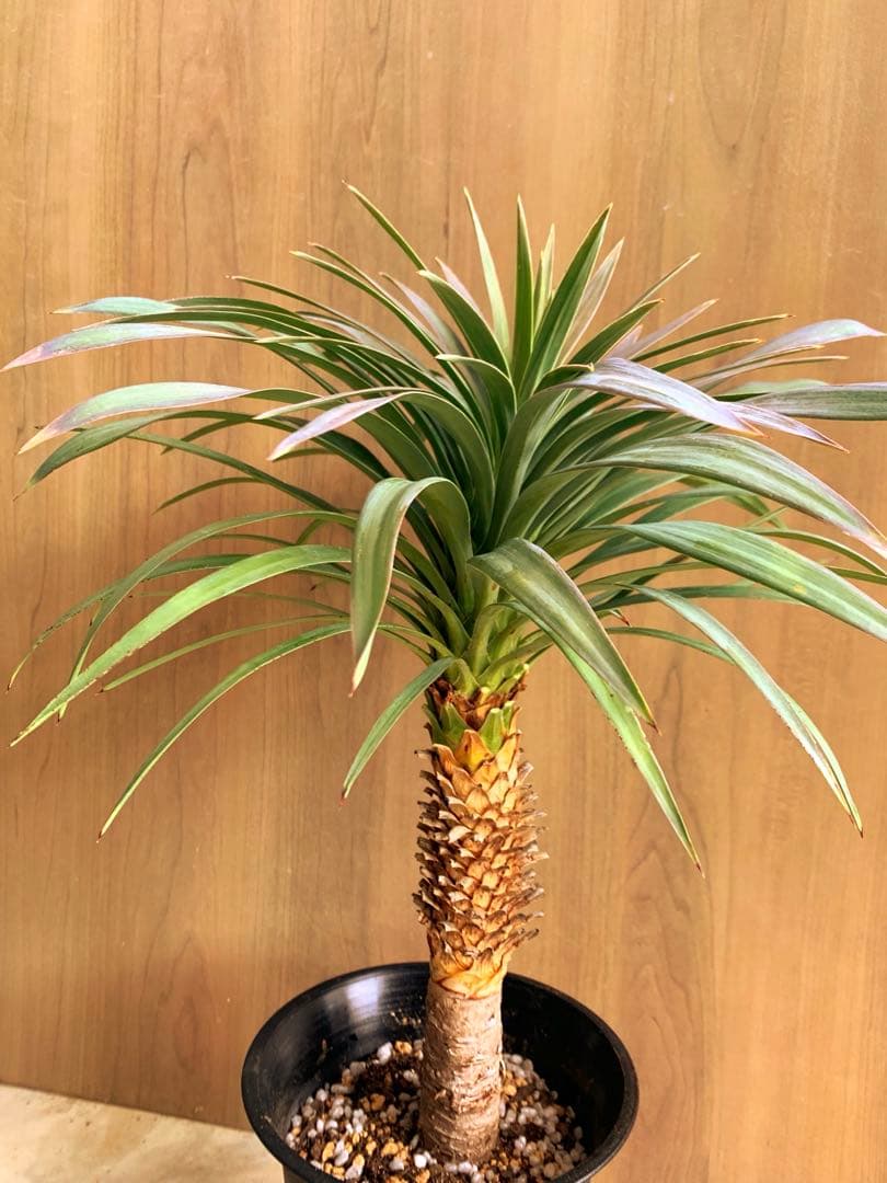 505　　ユッカ・デスメティアーナ　no4