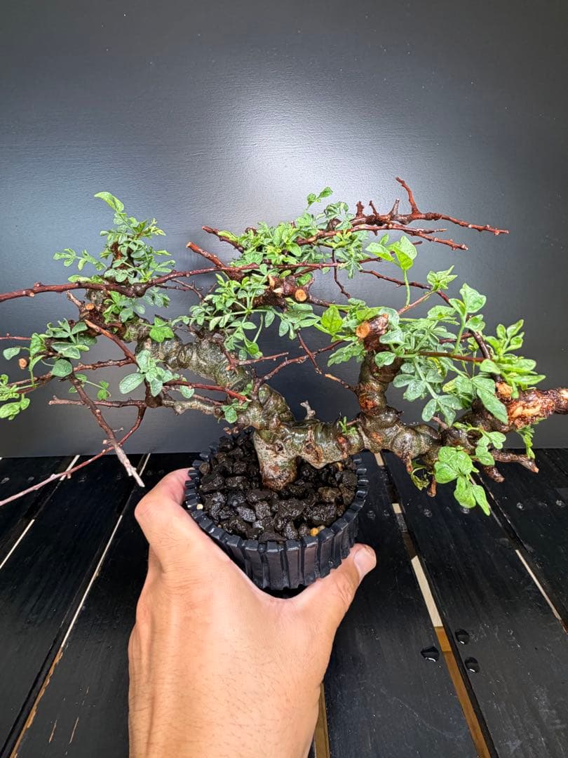コミフォラ・エイル（Commiphora sp. “Eyl”）コレクション株