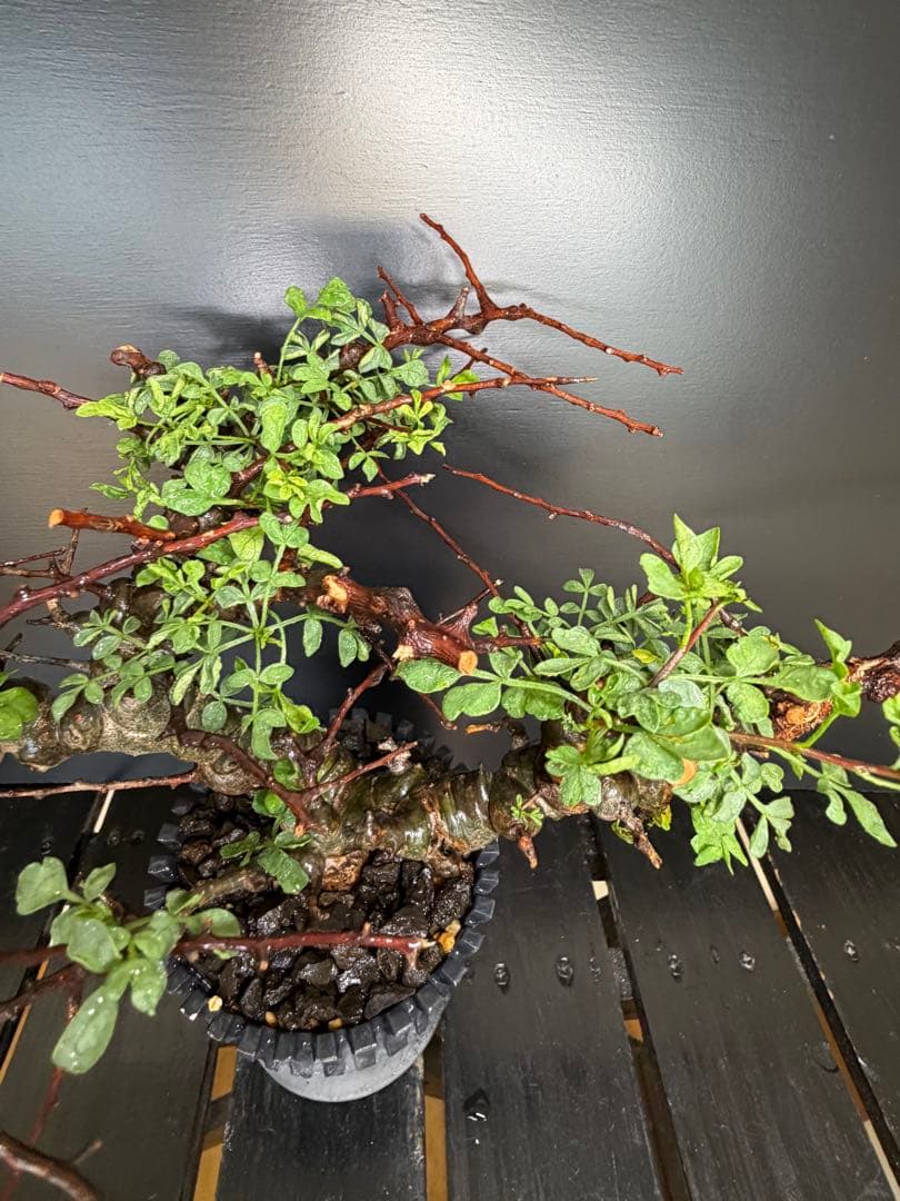 コミフォラ・エイル（Commiphora sp. “Eyl”）コレクション株
