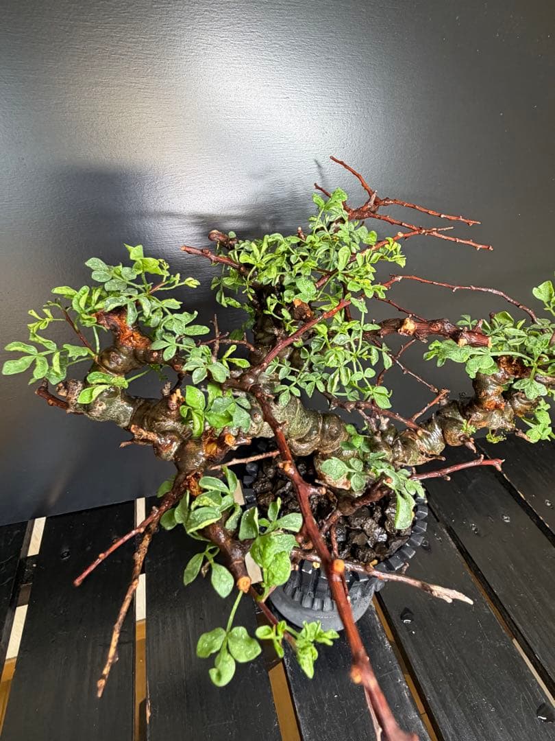 コミフォラ・エイル（Commiphora sp. “Eyl”）コレクション株