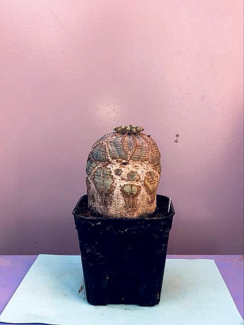 《3号W》ユーフォルビア　オールド　オベサ　雄株