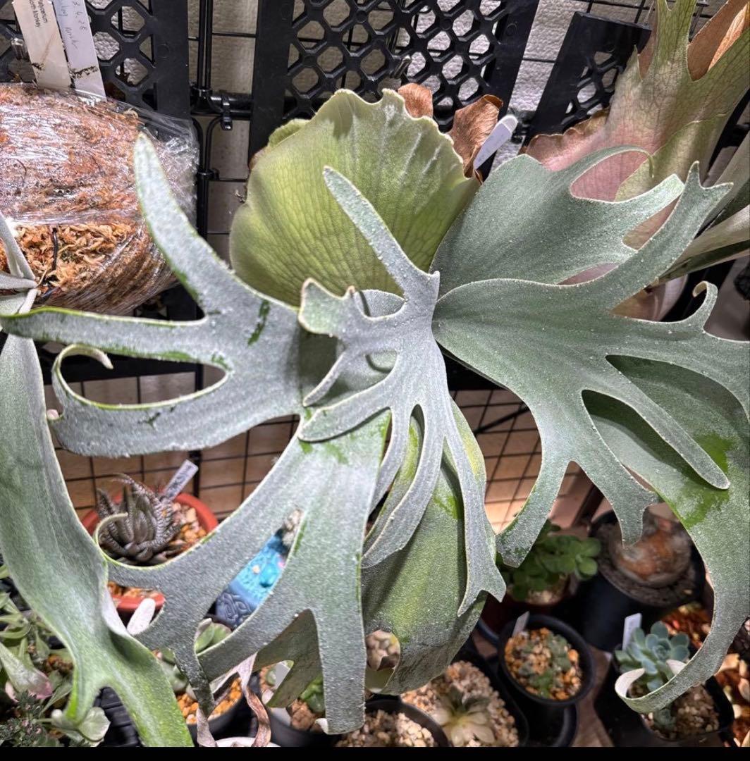 ビカクシダ バンナA P.Banna#A 子株 - メルカリ