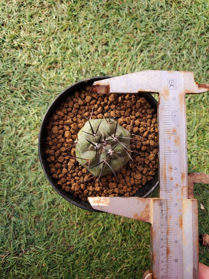 コピアポア- シネレア (黒王丸)- 実生