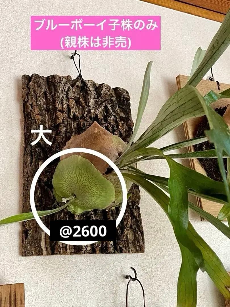 ビカクシダ　子株