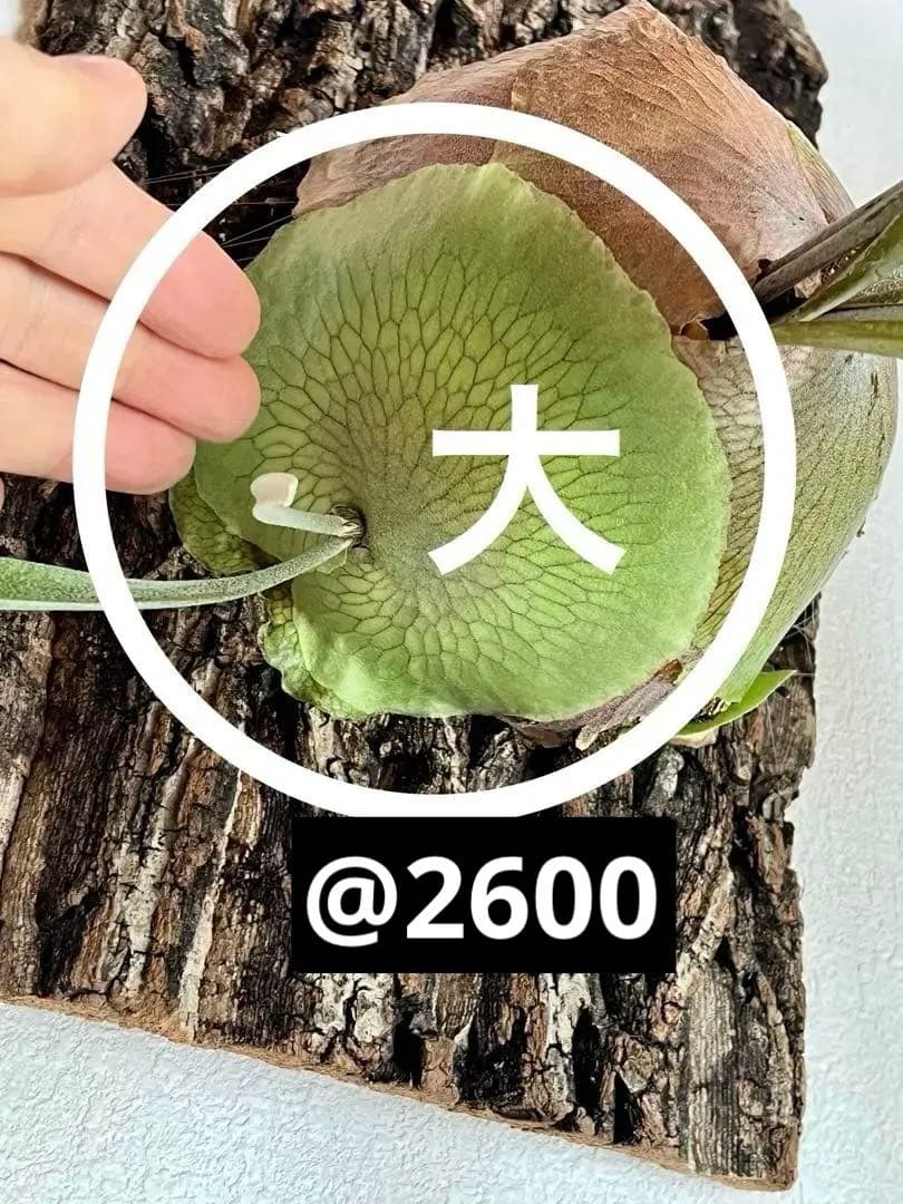 ビカクシダ　子株