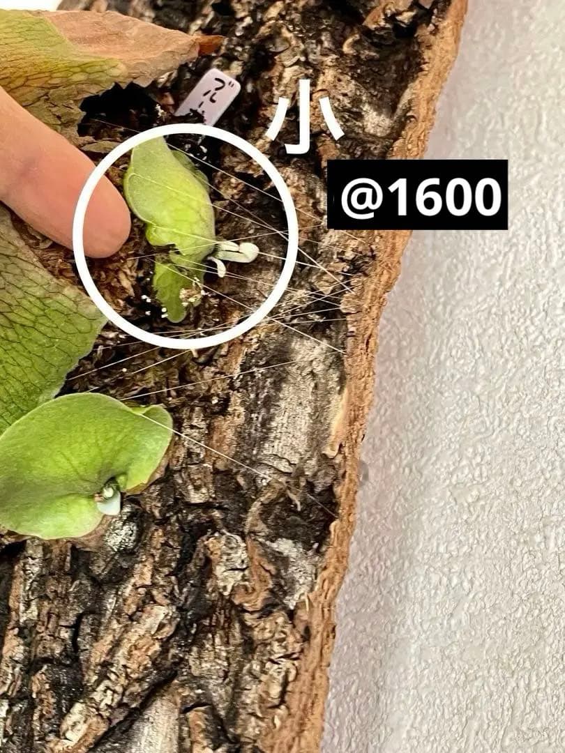 ビカクシダ　子株