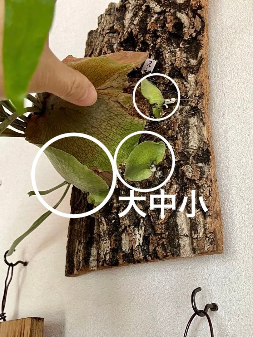 ビカクシダ　子株