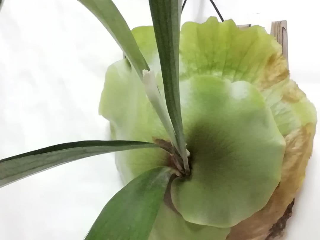 育てやすくて格好良い　ビフルカッムcv.オールド　特大株一点もの