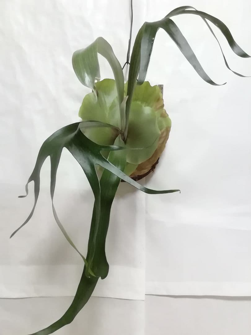 育てやすくて格好良い　ビフルカッムcv.オールド　特大株一点もの