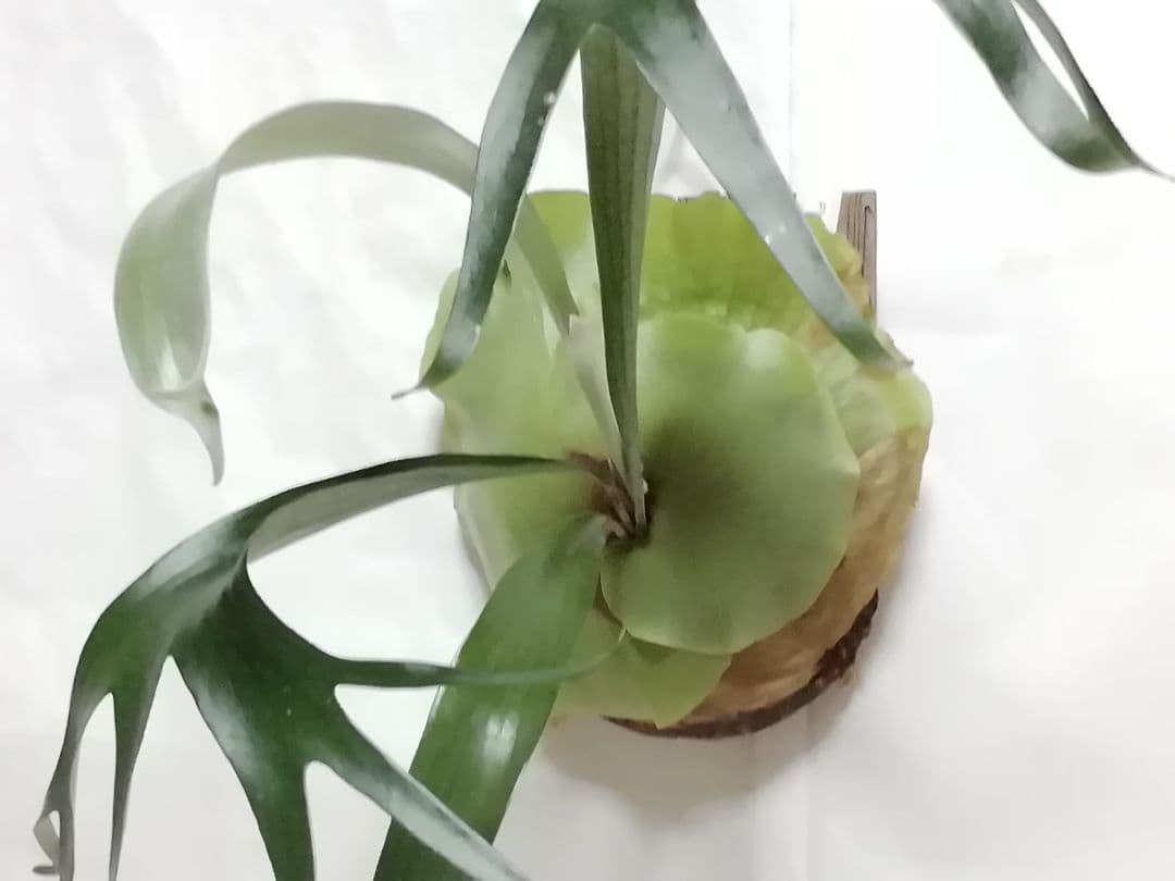 育てやすくて格好良い　ビフルカッムcv.オールド　特大株一点もの