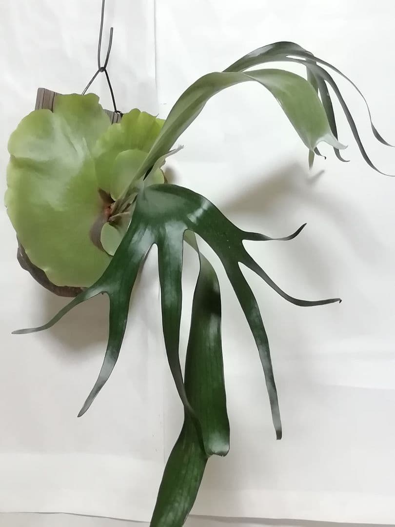 育てやすくて格好良い　ビフルカッムcv.オールド　特大株一点もの