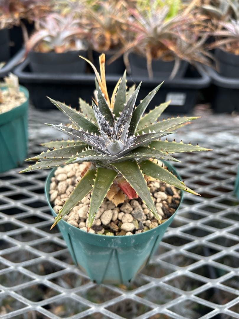 DBディッキア Dyckia Bill Baker hybrid #134 ⑶