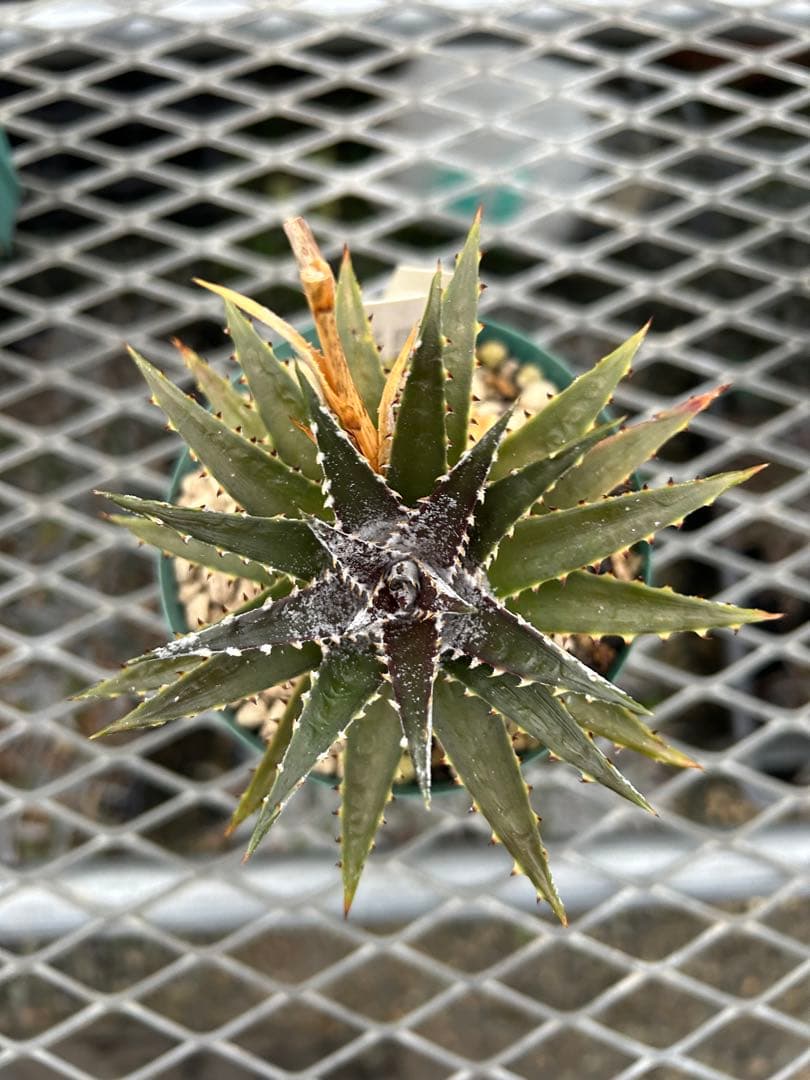 DBディッキア Dyckia Bill Baker hybrid #134 ⑶