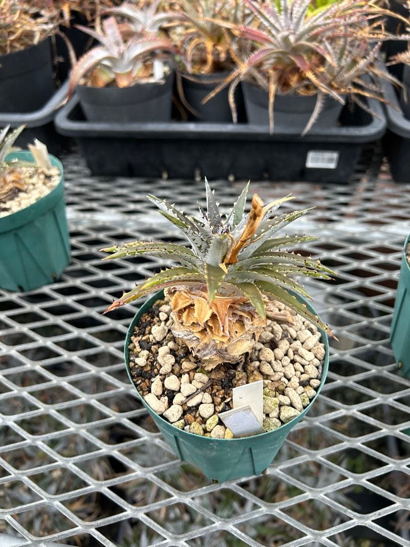 DBディッキア Dyckia Bill Baker hybrid #134 ⑶