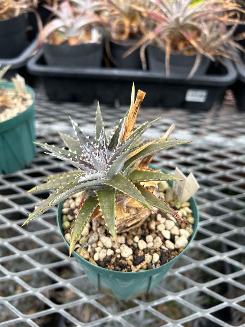 DBディッキア Dyckia Bill Baker hybrid #134 ⑶