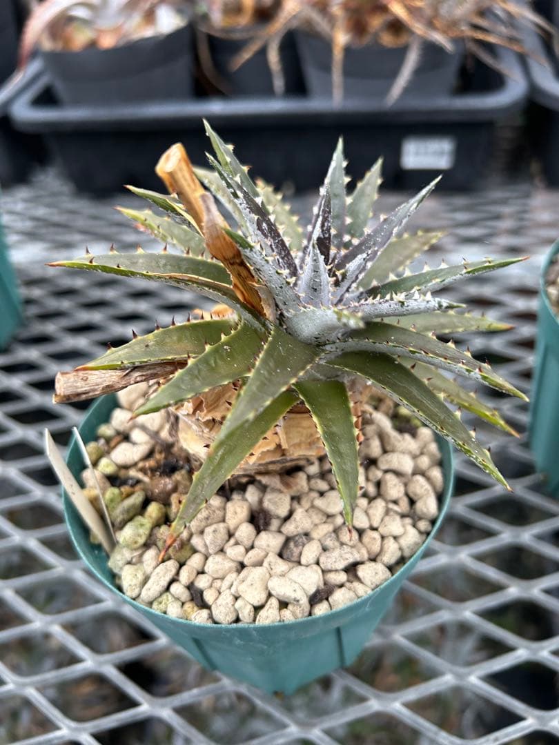 DBディッキア Dyckia Bill Baker hybrid #134 ⑶