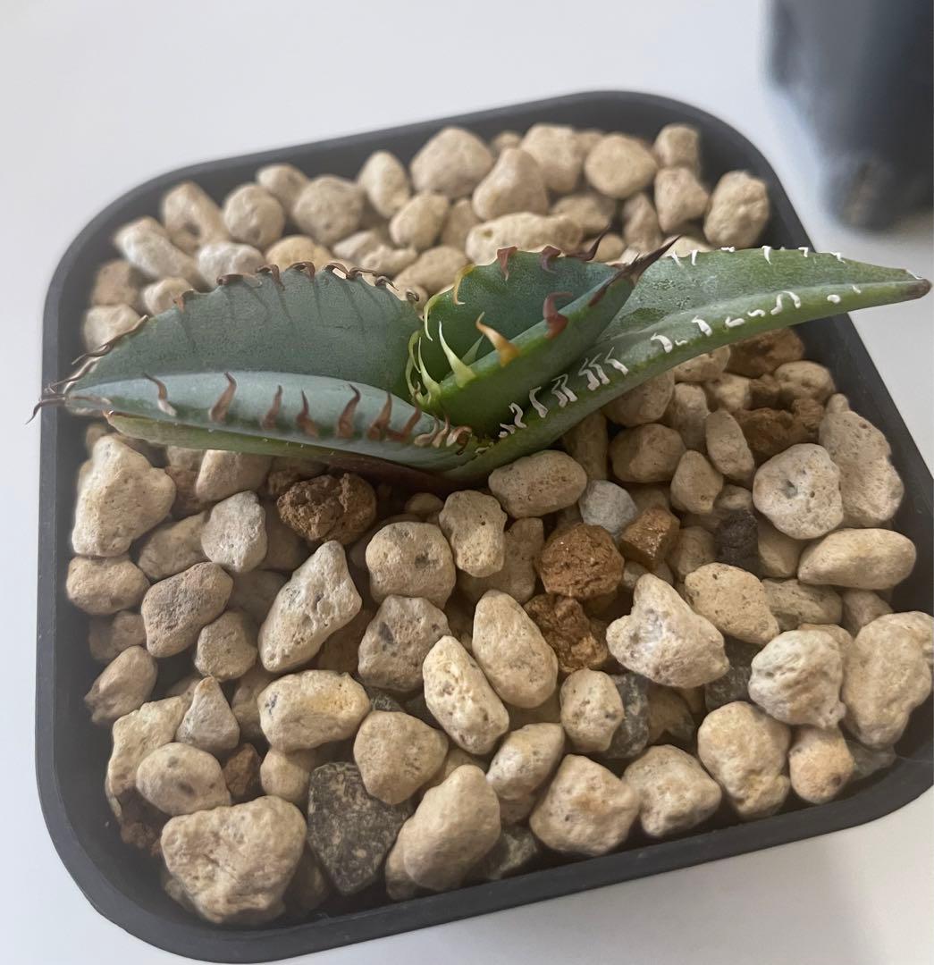 ①発根済み Hidden Agave titanota 'creep'