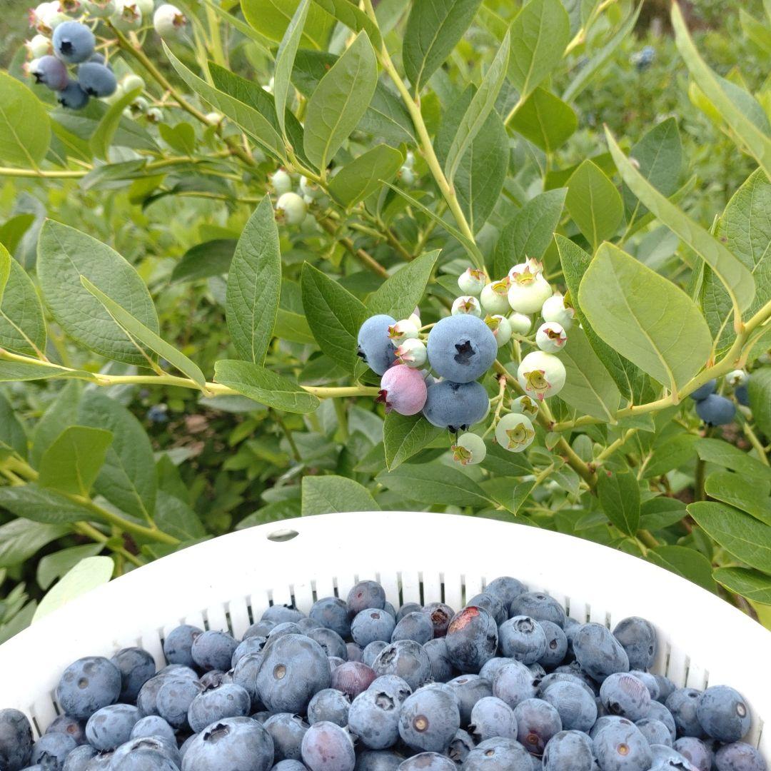 冷凍ブルーベリー 4kg 群馬県産
