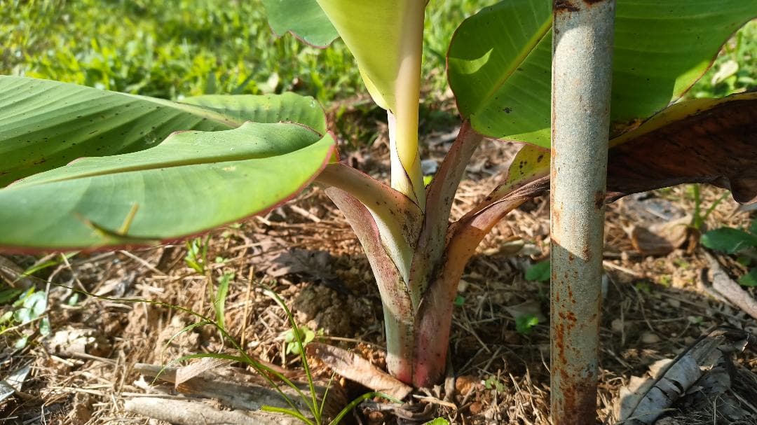 アップルバナナ 矮性種 露地植え活着株 約40cm 抜き苗発送