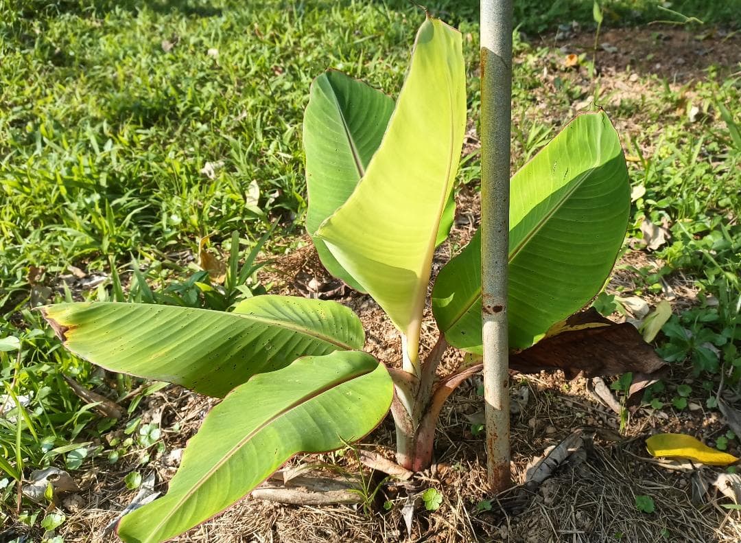 アップルバナナ 矮性種 露地植え活着株 約40cm 抜き苗発送