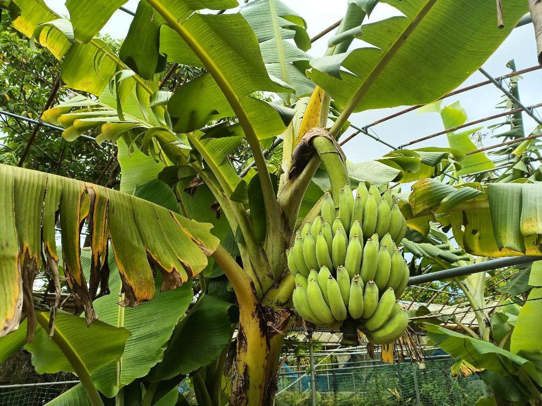 アップルバナナ 矮性種 露地植え活着株 約40cm 抜き苗発送