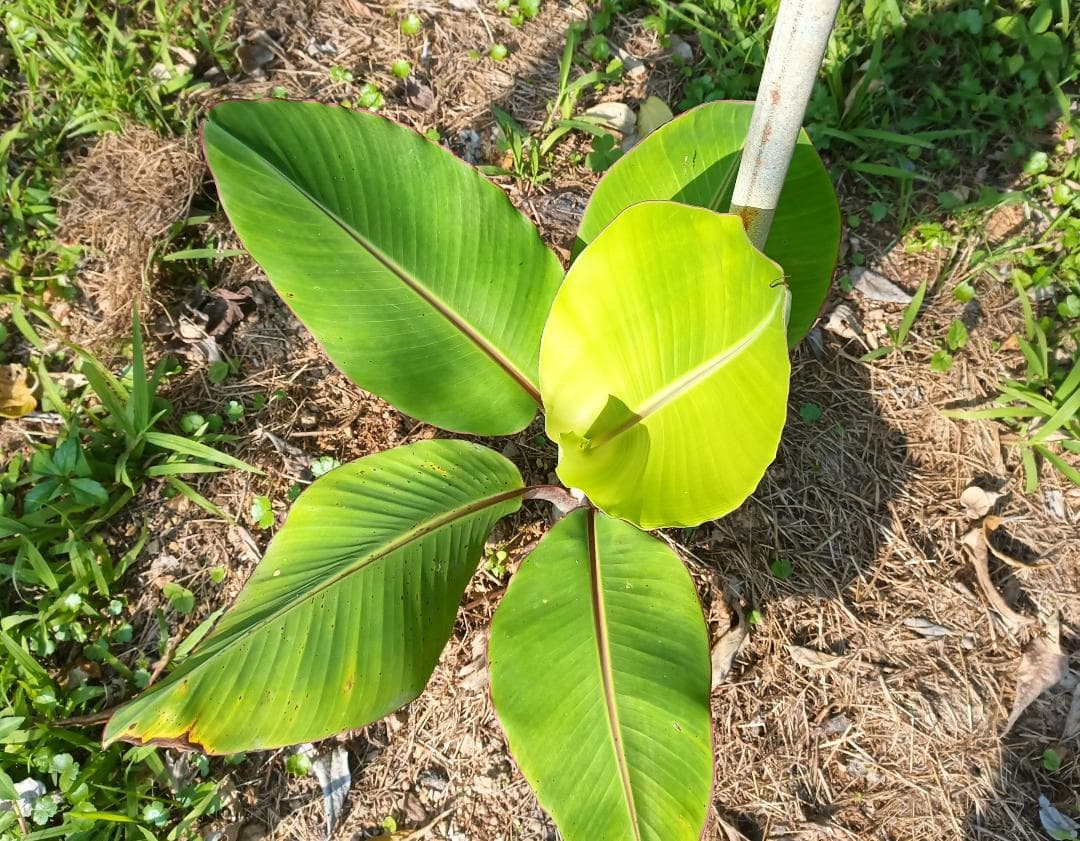 アップルバナナ 矮性種 露地植え活着株 約40cm 抜き苗発送