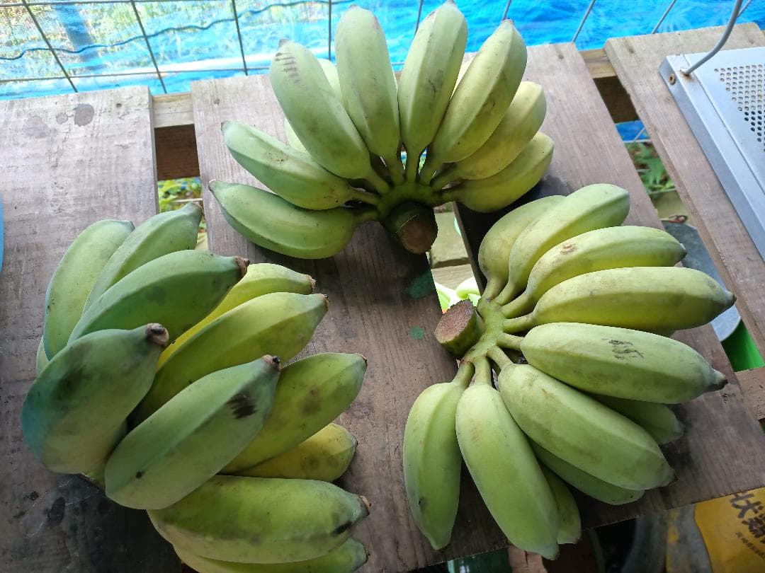 アップルバナナ 矮性種 露地植え活着株 約40cm 抜き苗発送