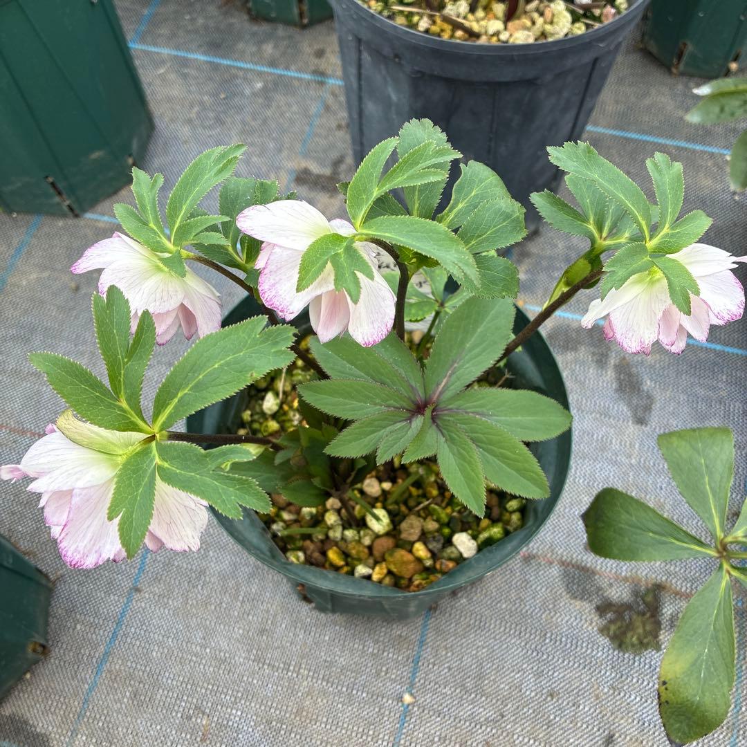 クリスマスローズ　小輪　可愛い　６寸