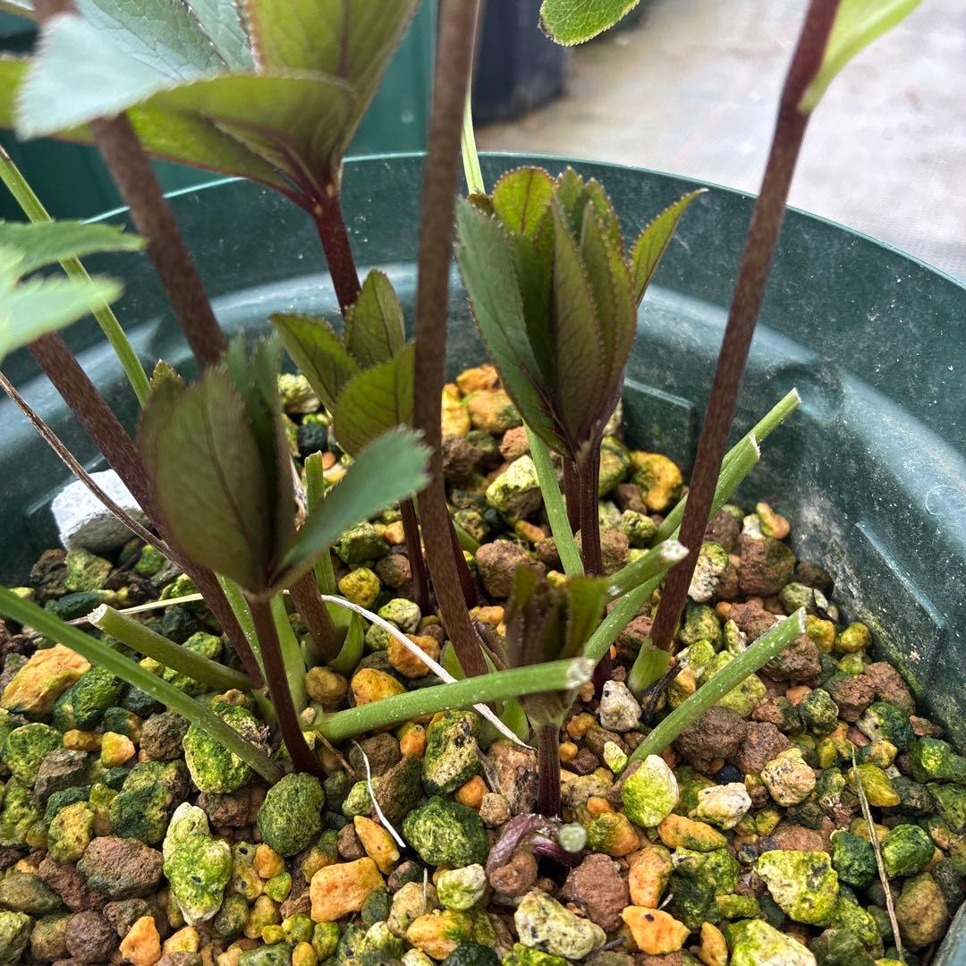 クリスマスローズ　小輪　可愛い　６寸