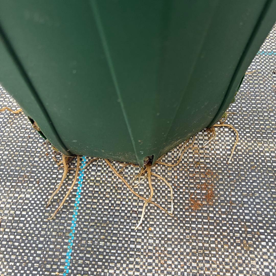 クリスマスローズ　小輪　可愛い　６寸