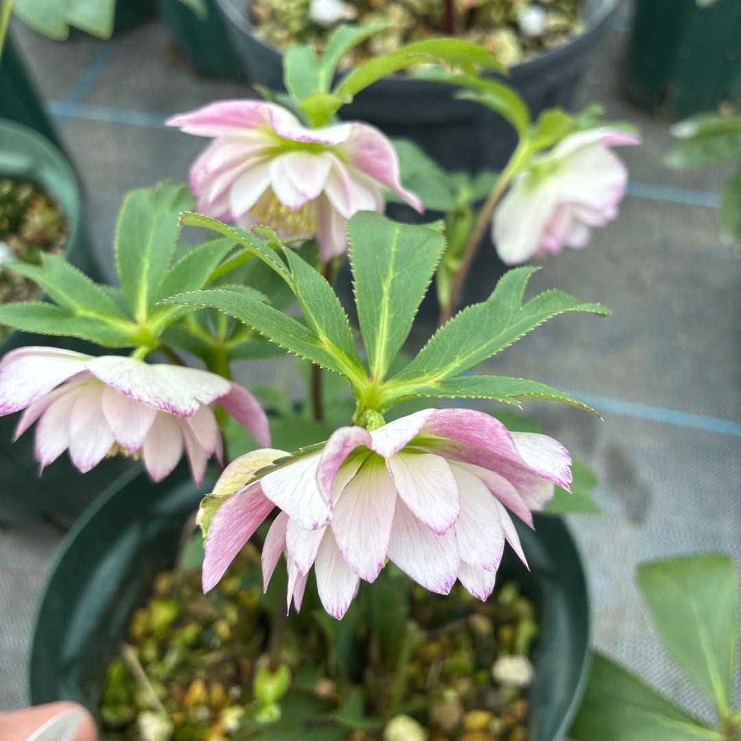 クリスマスローズ　小輪　可愛い　６寸