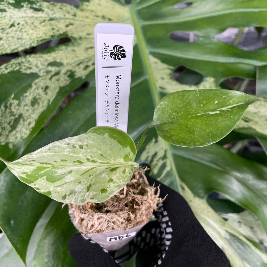 MB6モンステラ　デリシオーサ　ベトシオーサ　2寸ポリポット　ネコポス発送