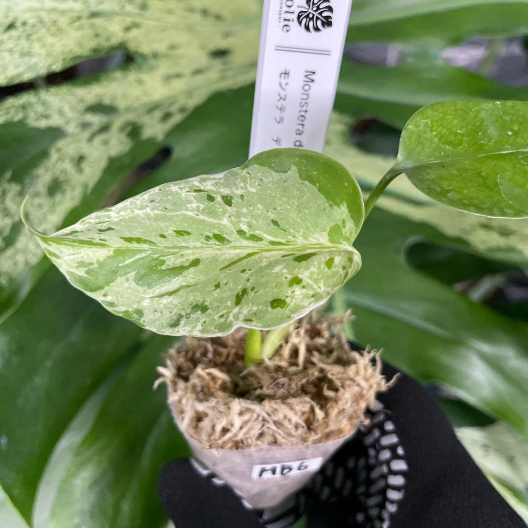 MB6モンステラ　デリシオーサ　ベトシオーサ　2寸ポリポット　ネコポス発送