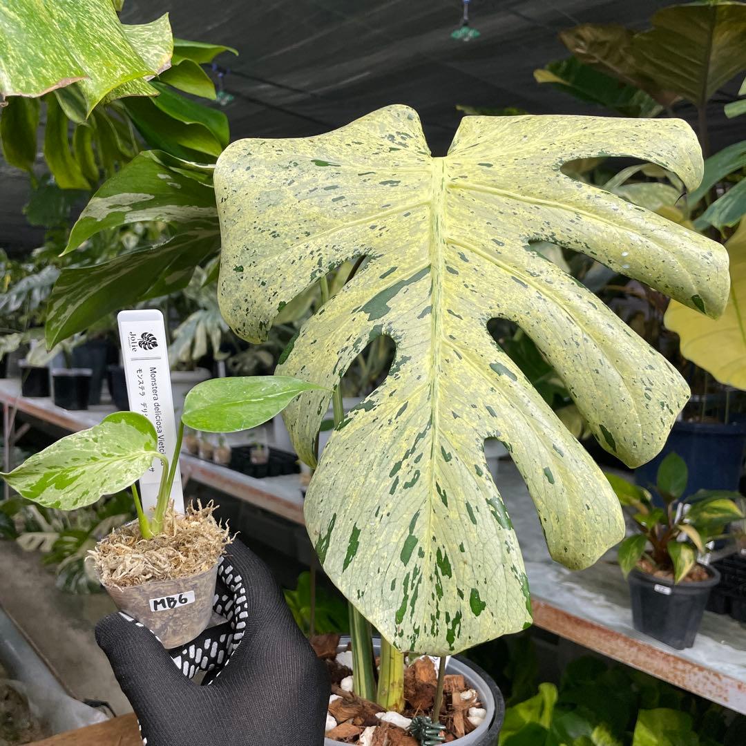 MB6モンステラ　デリシオーサ　ベトシオーサ　2寸ポリポット　ネコポス発送