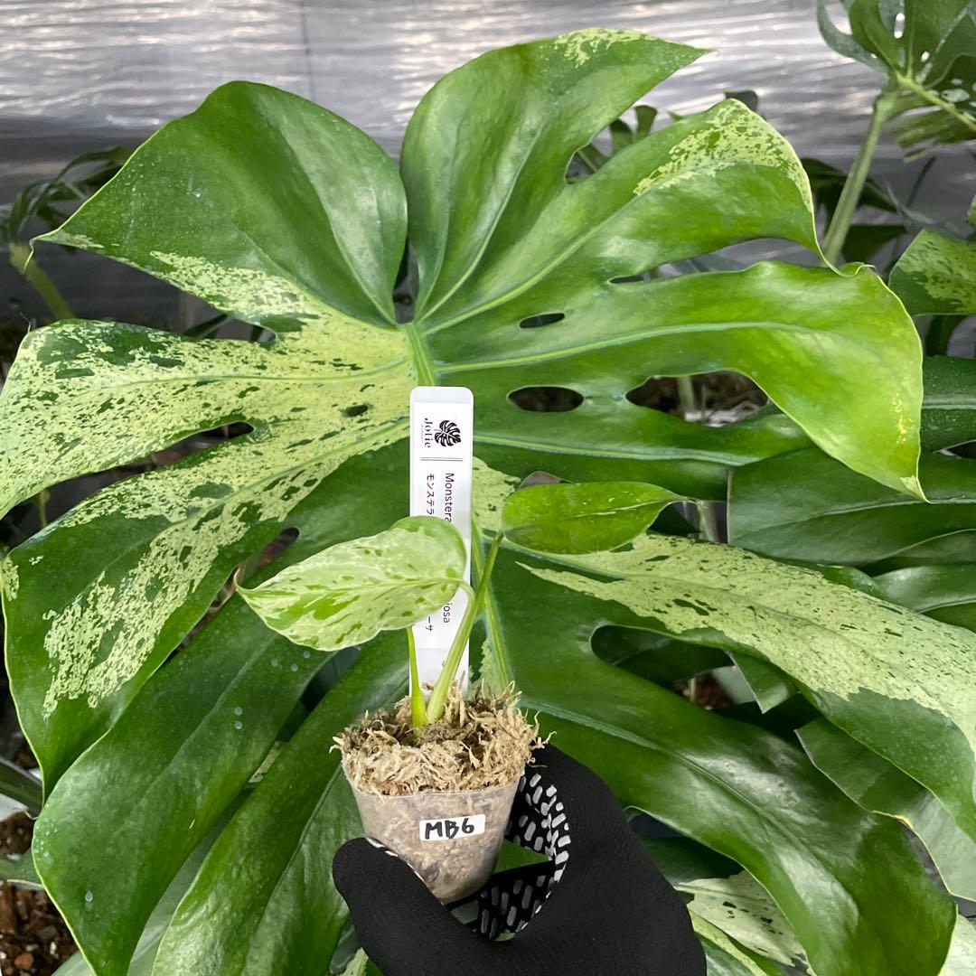 MB6モンステラ　デリシオーサ　ベトシオーサ　2寸ポリポット　ネコポス発送