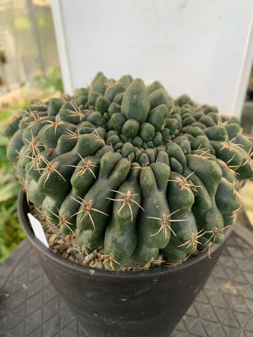10 綴化 緋花玉 鉢付 Gymnocalycium baldianum