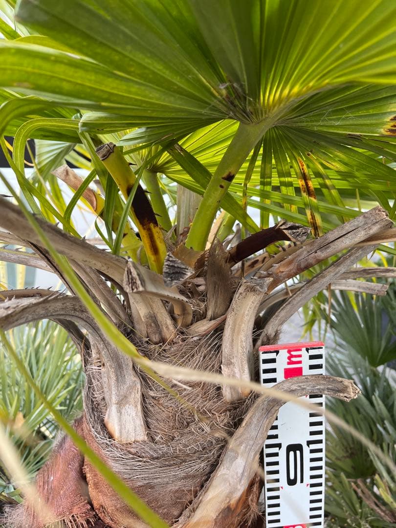 ※引き取り限定　ビロウヤシ　極太　鉢植え　観葉植物 約1.5メートル