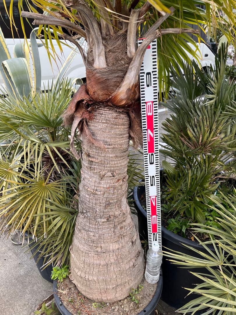 ※引き取り限定　ビロウヤシ　極太　鉢植え　観葉植物 約1.5メートル