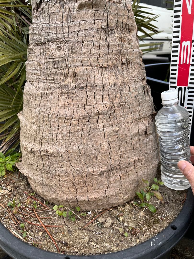 ※引き取り限定　ビロウヤシ　極太　鉢植え　観葉植物 約1.5メートル