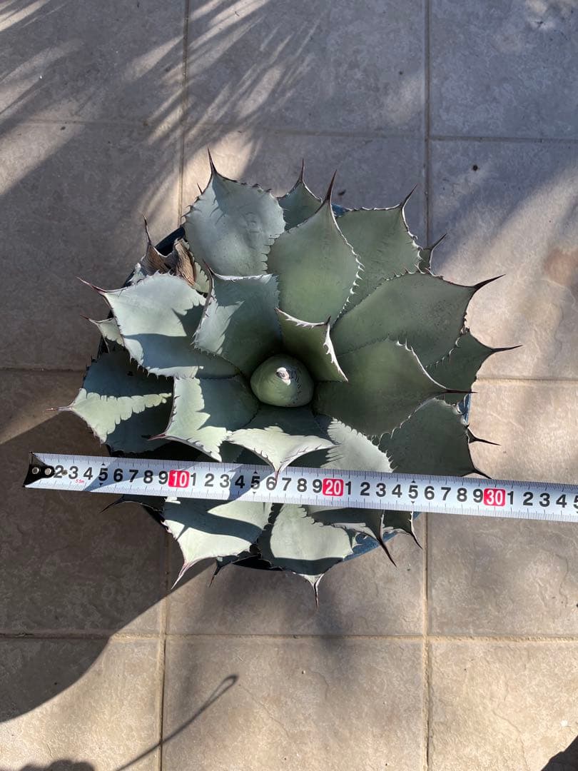 姫吉祥天　特大サイズ　30センチ超