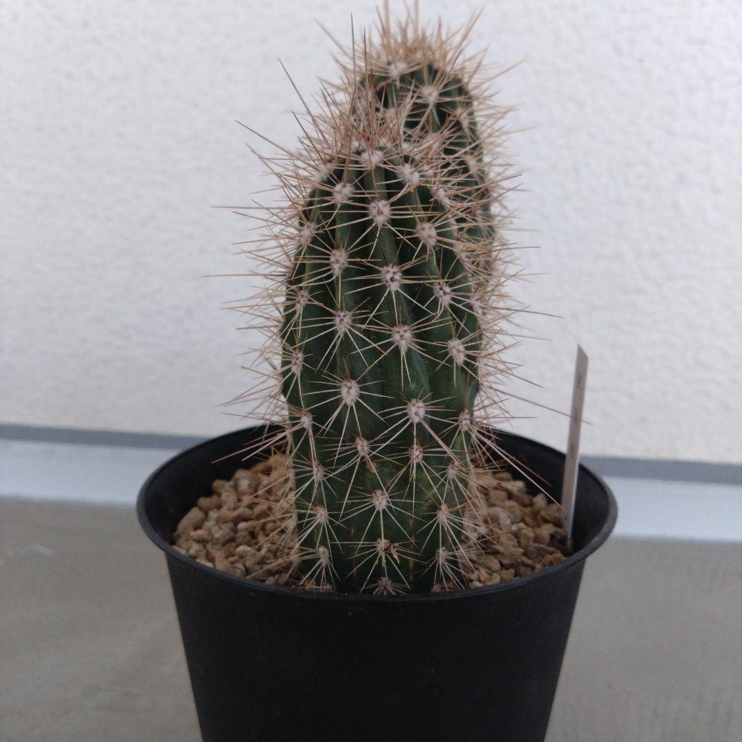 パキケレウス 武倫柱 2本立て - メルカリ