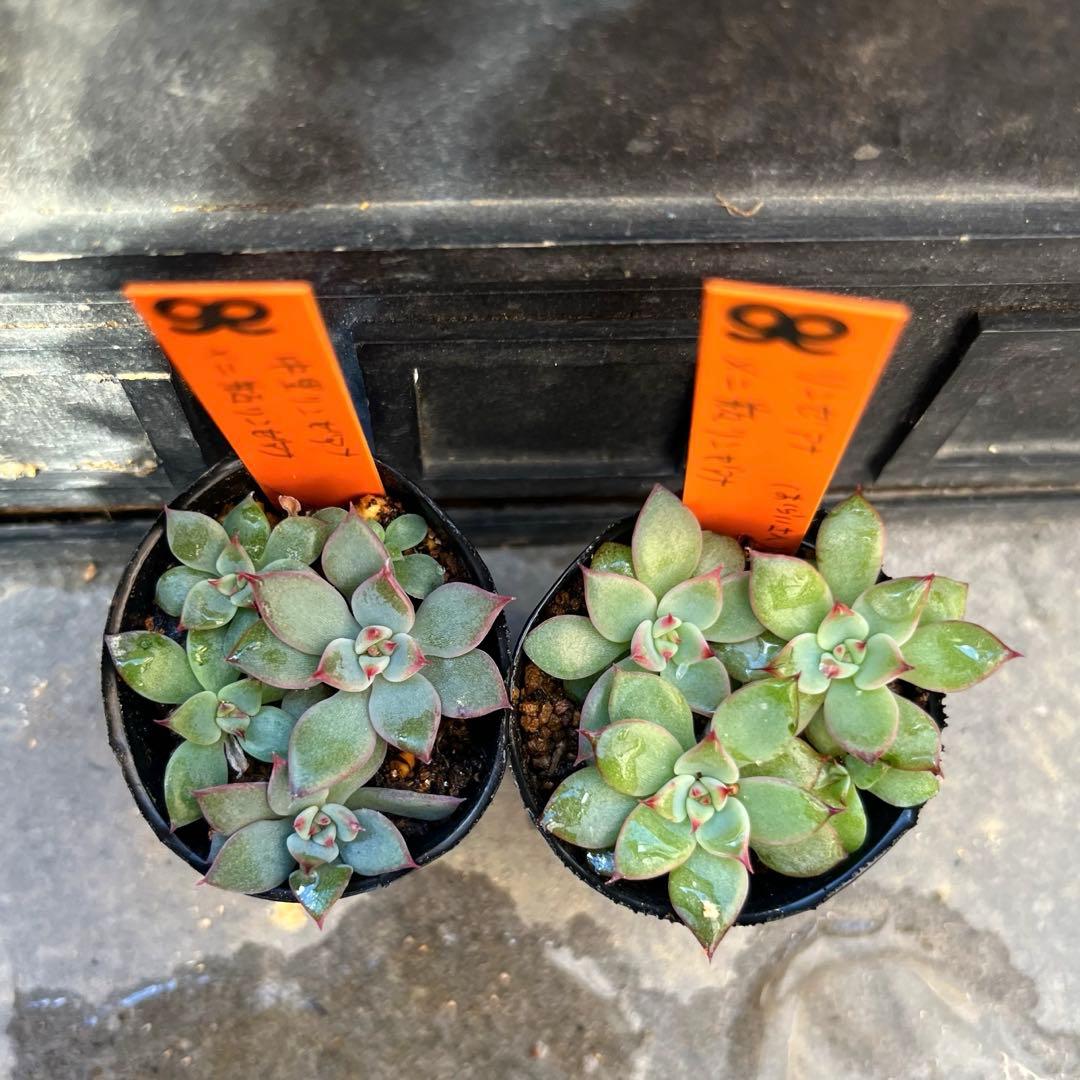 G*送様 リンゼアナセット❤️4センチポット