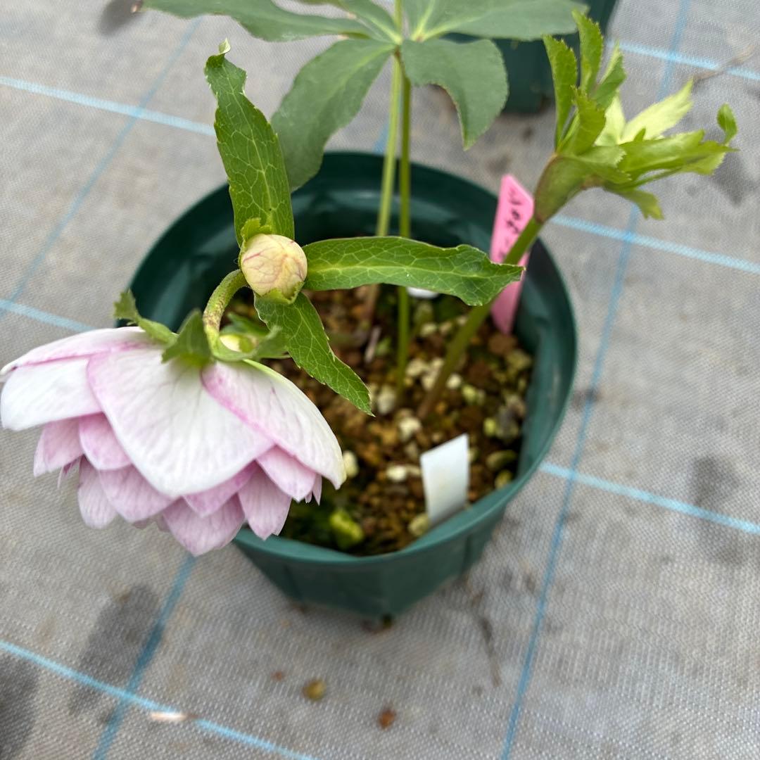 クリスマスローズ　シャガール　加藤農園　6寸　整形　綺麗